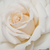 Biały  - Róża wielkokwiatowa - Hybrid Tea - Métro